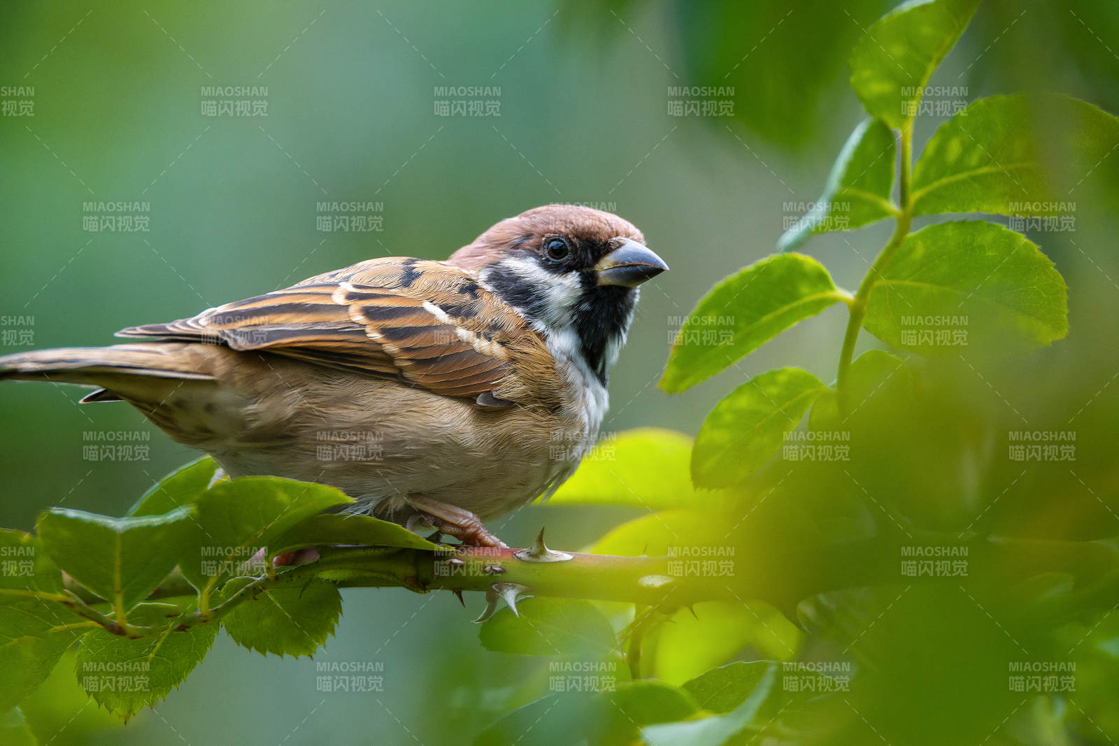 麻雀栖息绿叶间图片