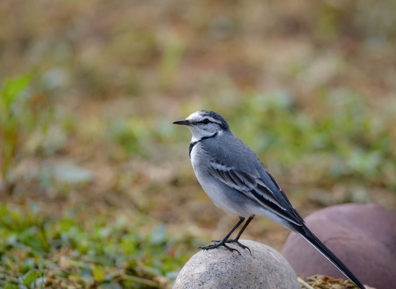 白鹡鸰栖息石上图片