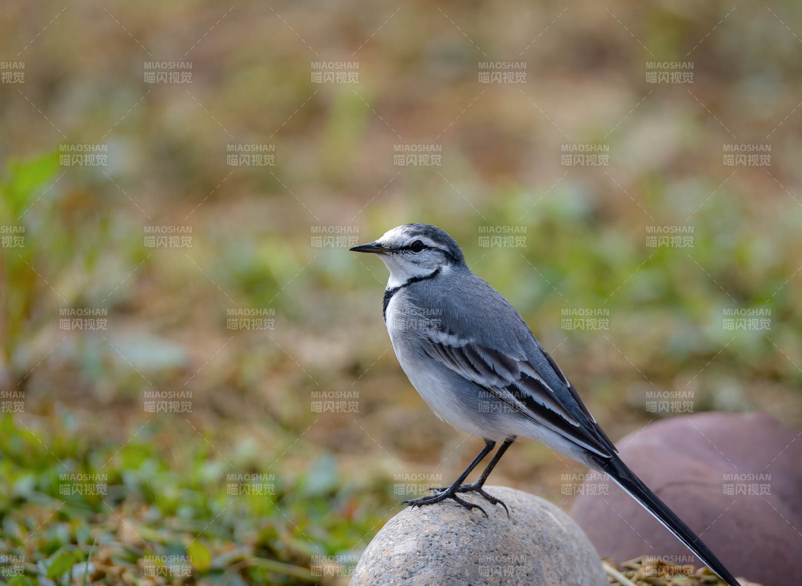 白鹡鸰栖息石上图片
