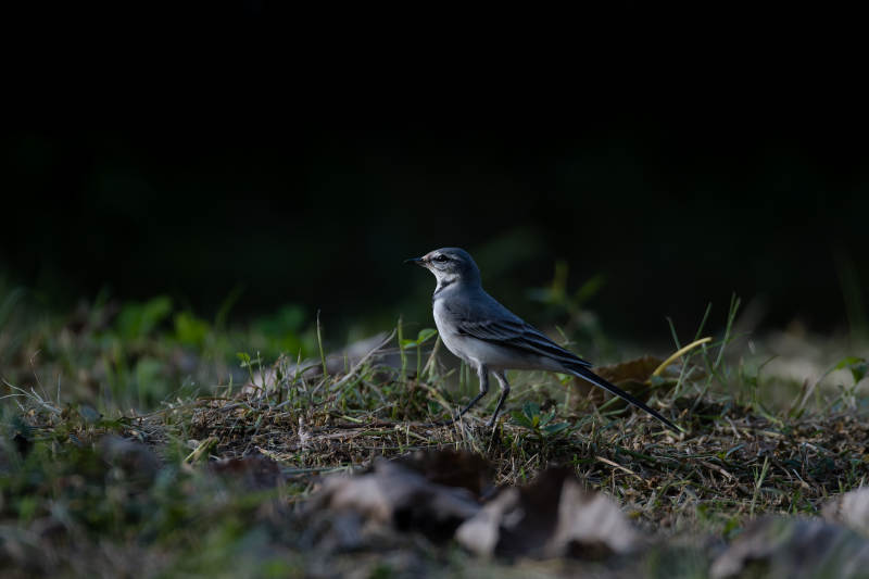 夜色中的白鹡鸰图片
