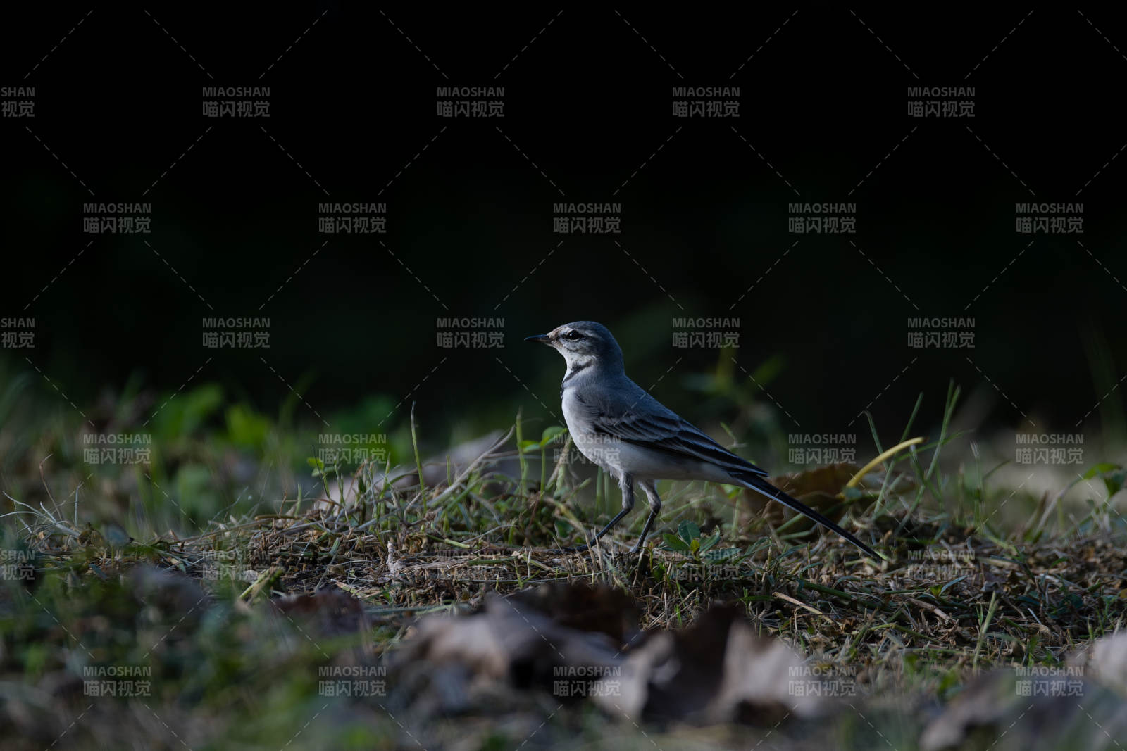 夜色中的白鹡鸰图片