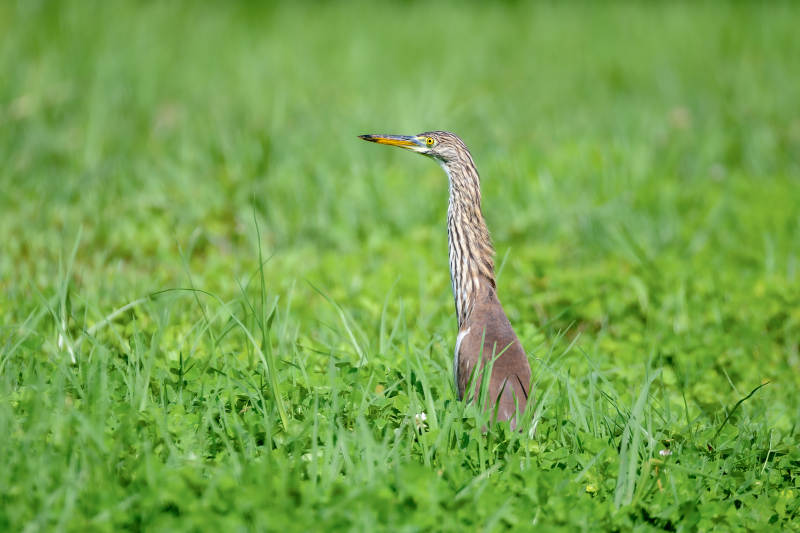 草鹭静立绿野中图片