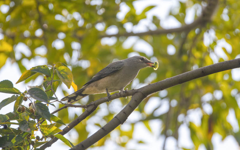 暗灰鹃鵙栖枝啄虫图片
