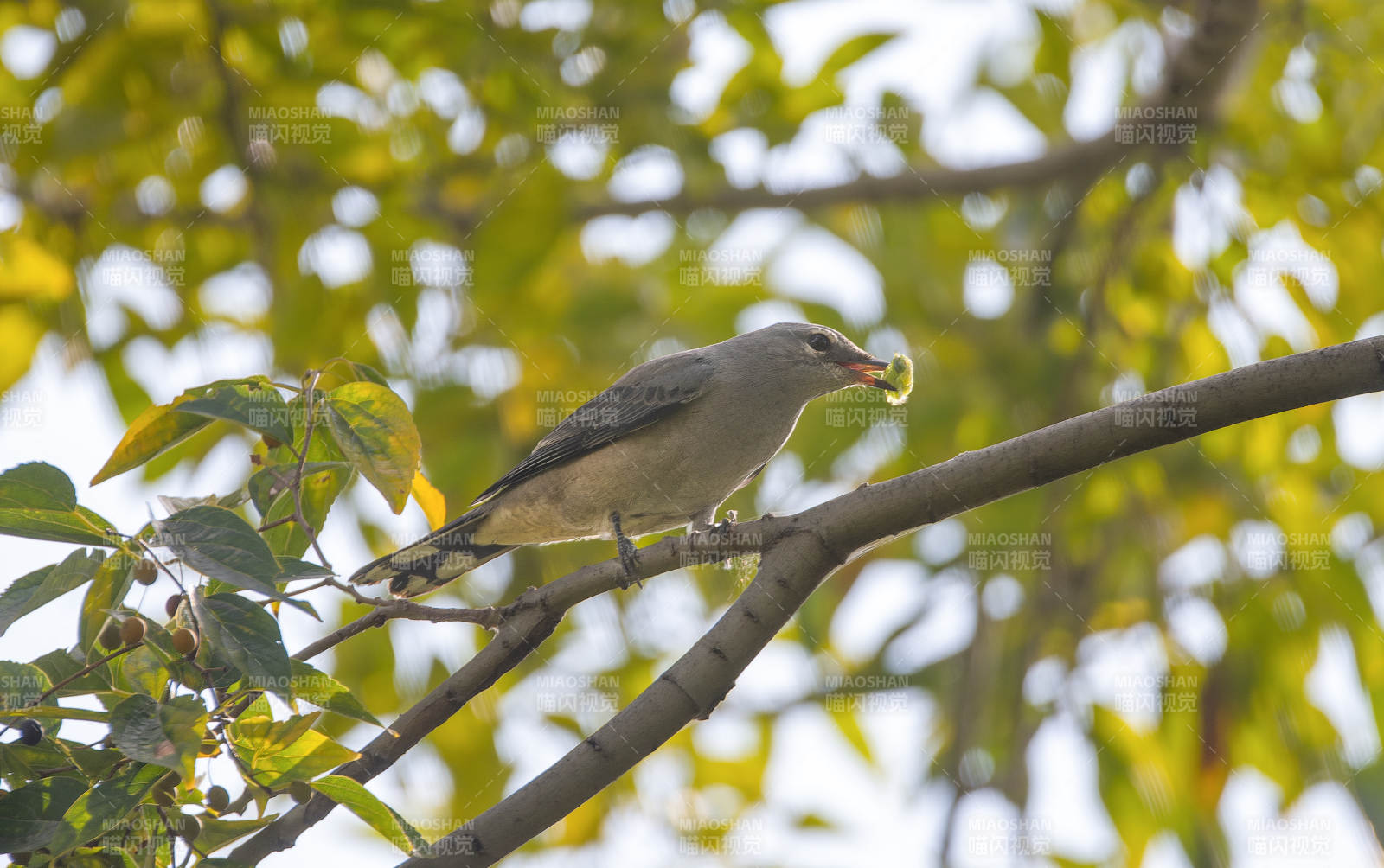 暗灰鹃鵙栖枝啄虫图片