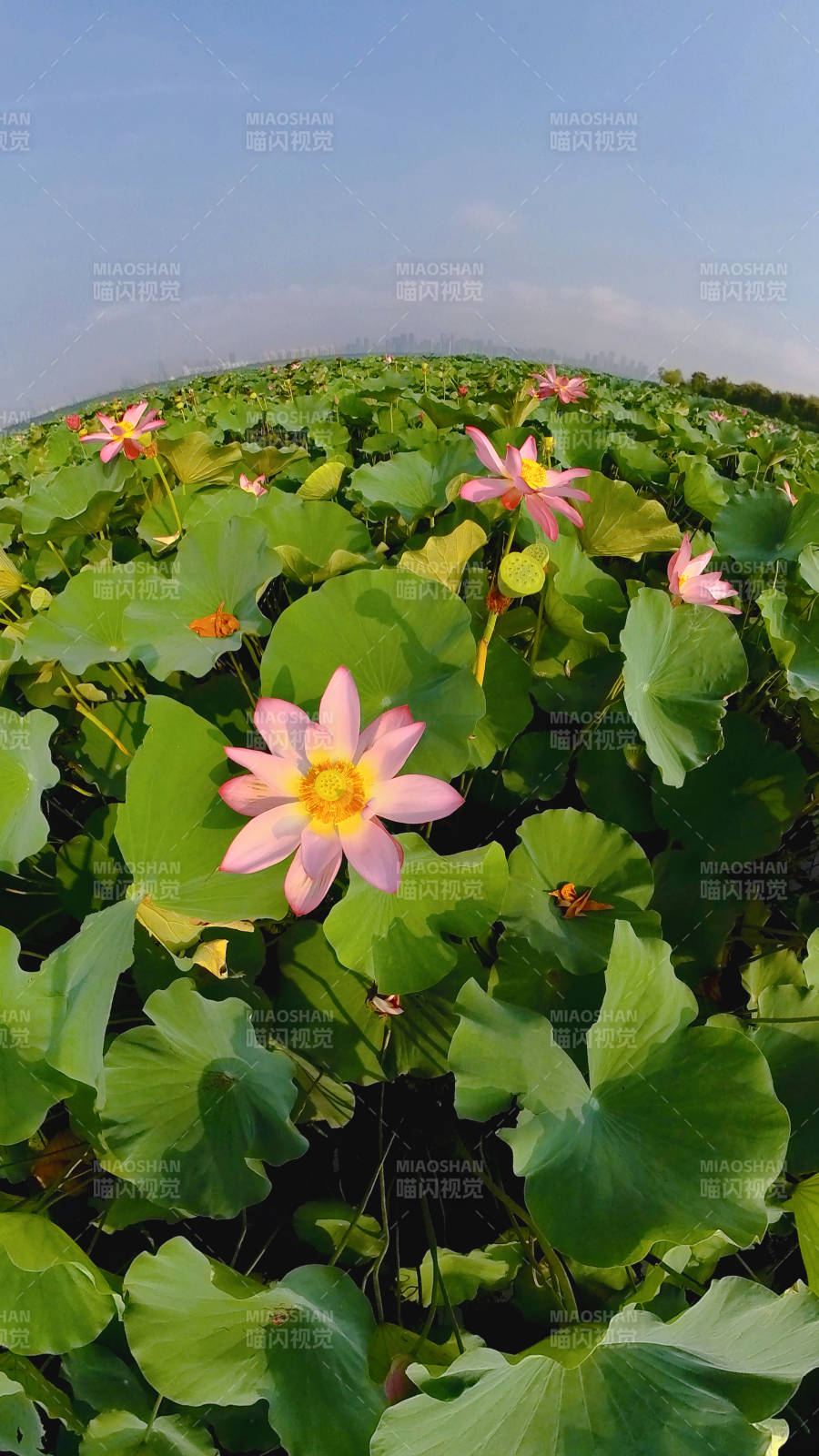 荷花盛开的池塘图片