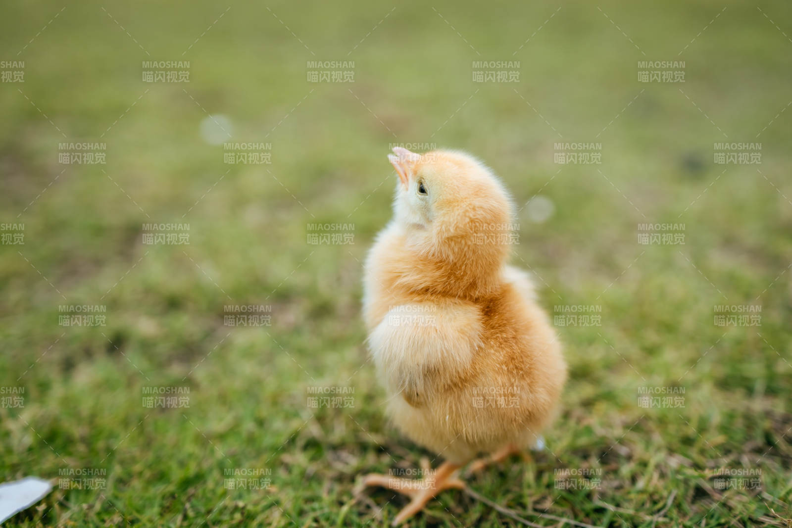 小鸡仰望天空图片