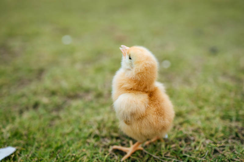 小鸡仰望天空图片