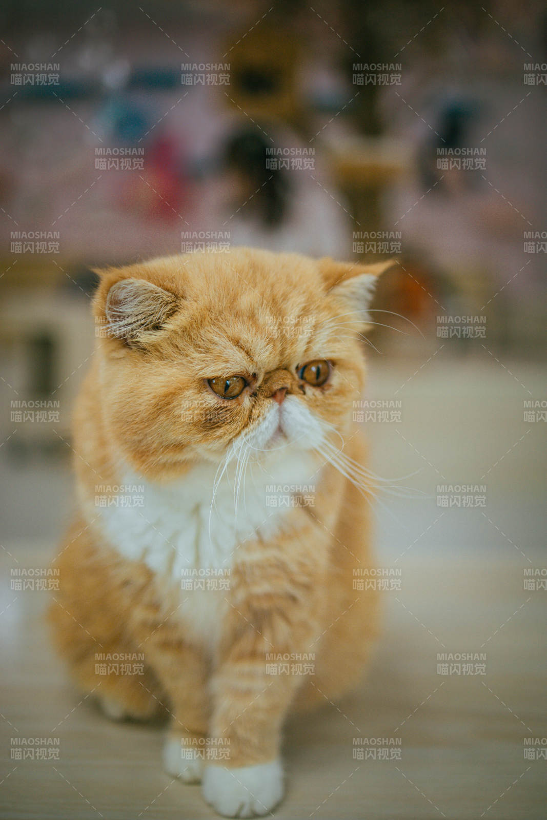 可爱加菲猫图片