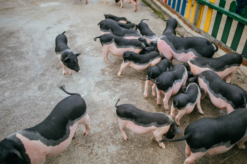 小猪群聚水泥地图片