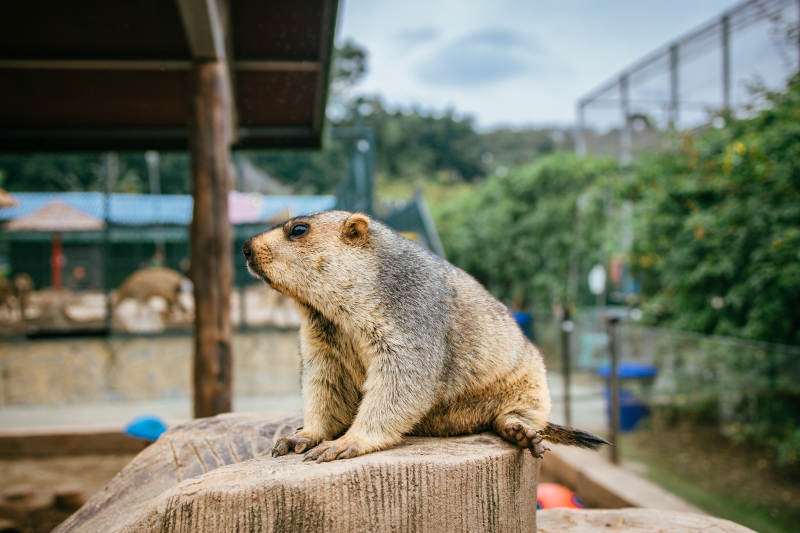 土拨鼠静坐石上图片