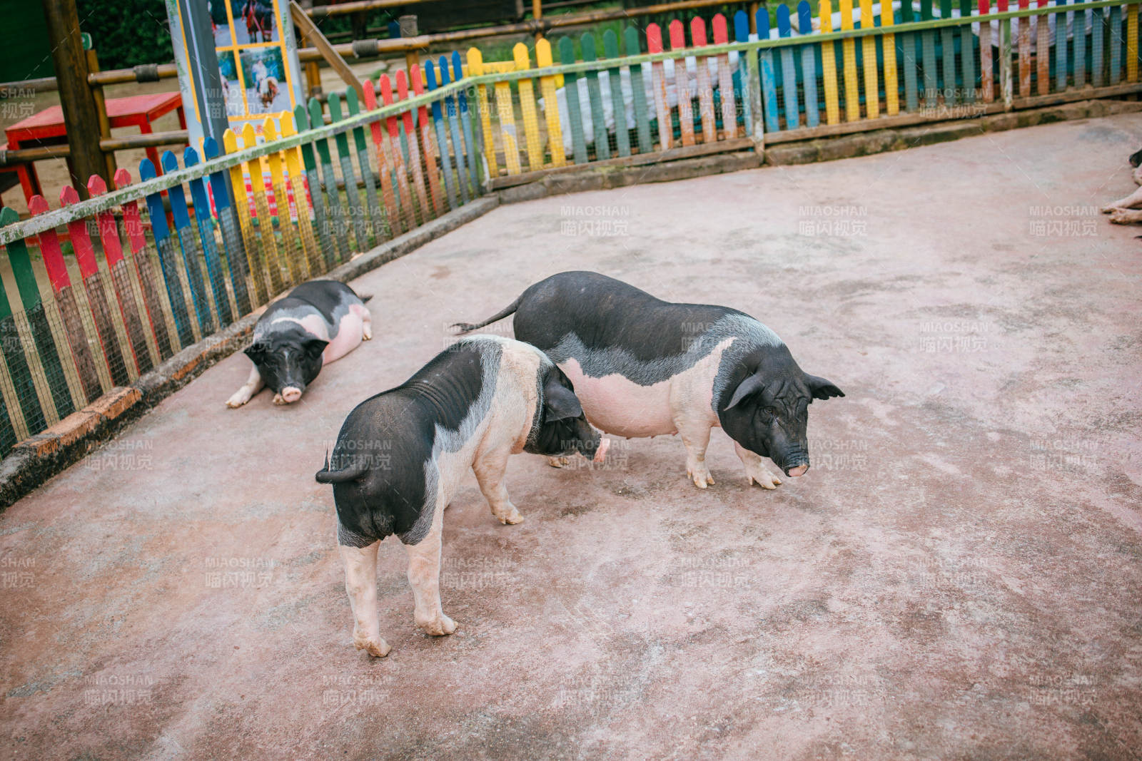 三只小猪在围栏中图片