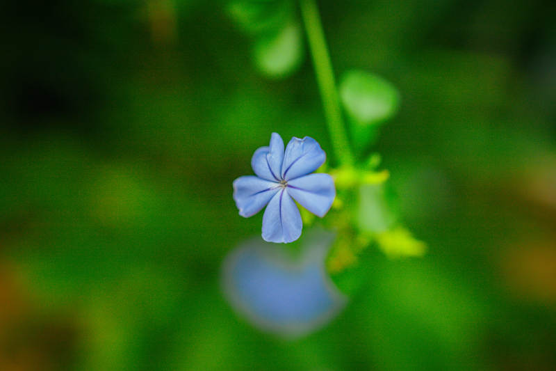 蓝花静谧绽放图片