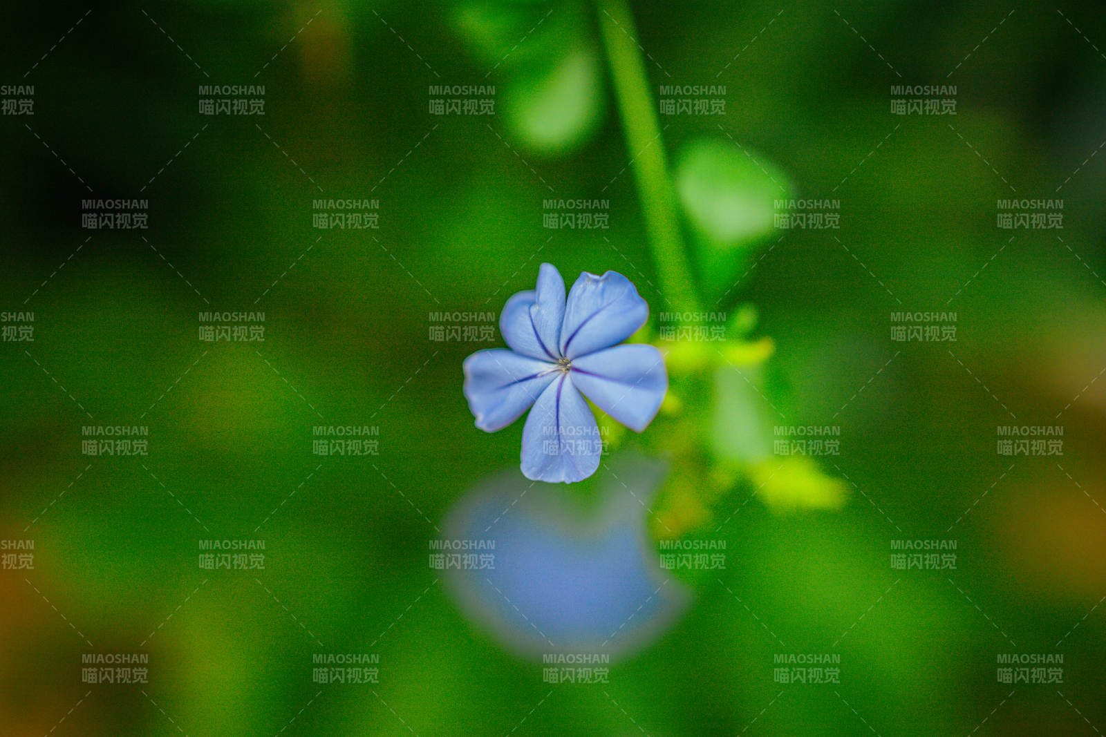 蓝花静谧绽放图片