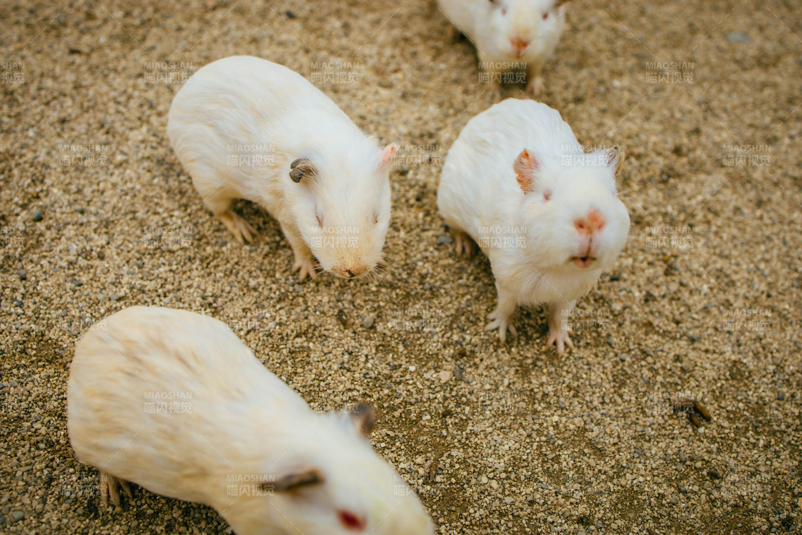 一群荷兰猪图片
