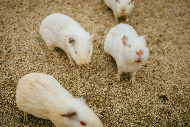 一群荷兰猪图片