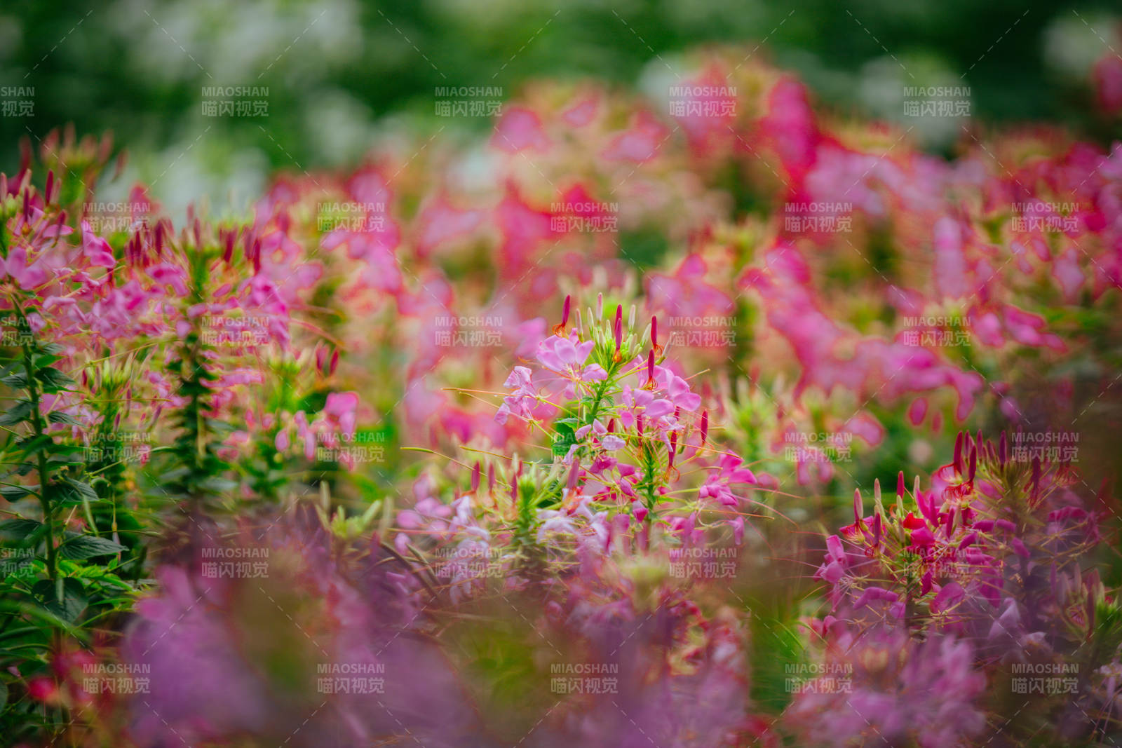 粉红花海绽放图片