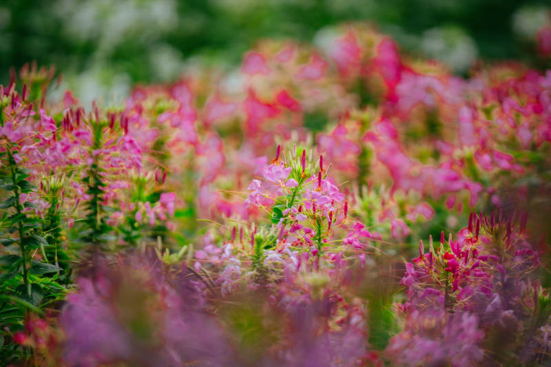 粉红花海绽放图片