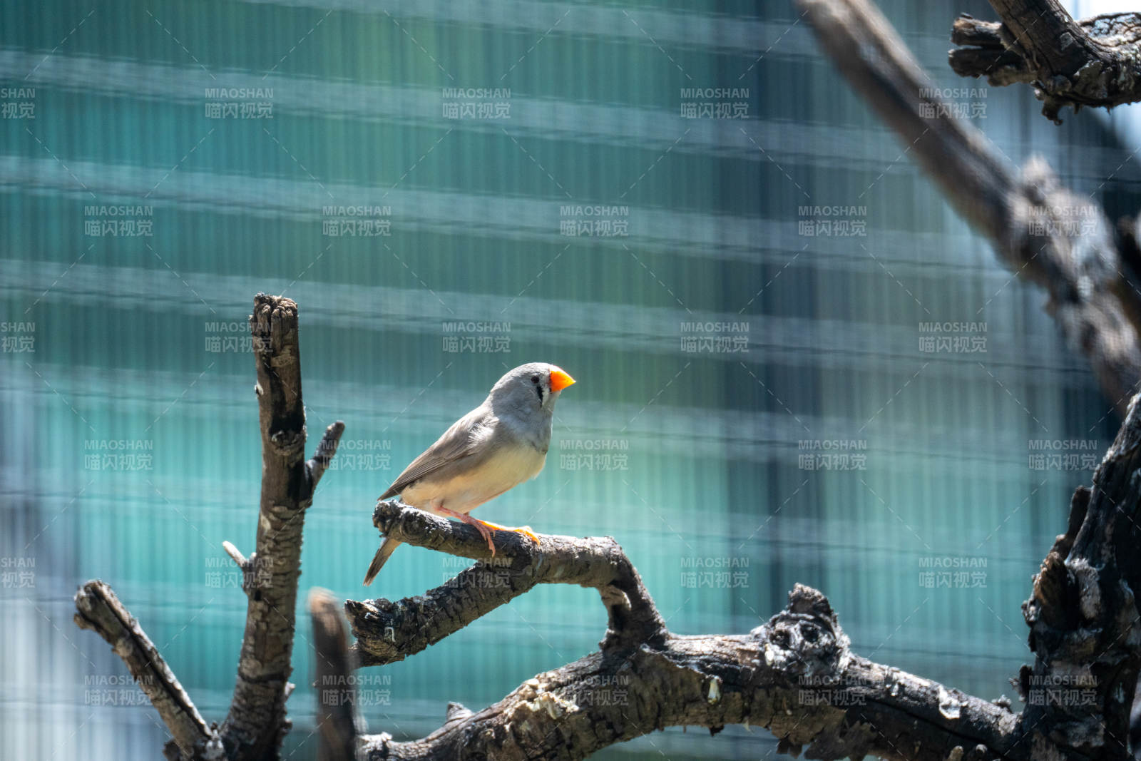 北京动物园小鸟栖枝头图片
