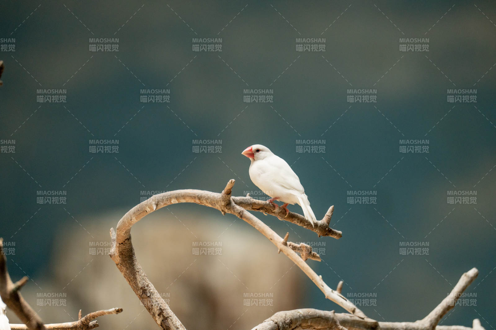北京动物园白鸟栖枝 静谧自然图片