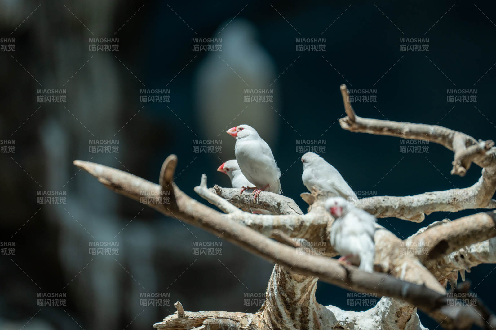 北京动物园白鸟栖枝头图片