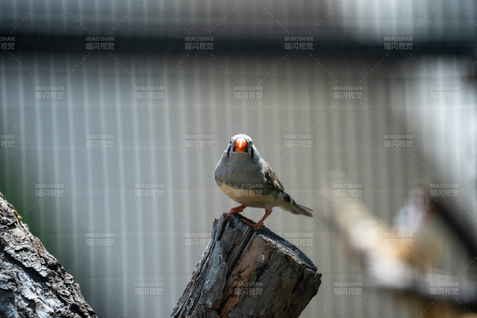 北京动物园小鸟栖息木桩上图片