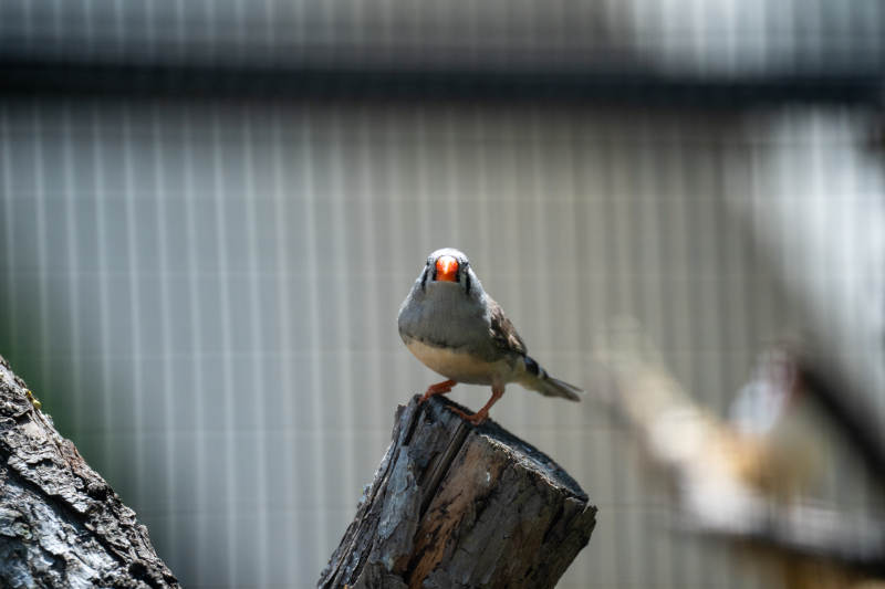 北京动物园小鸟栖息木桩上图片