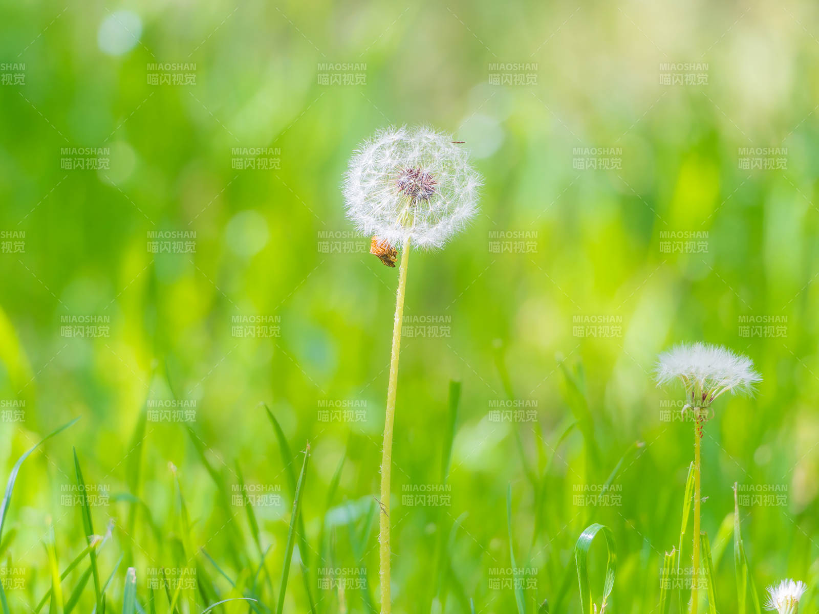 蒲公英随风飘荡图片