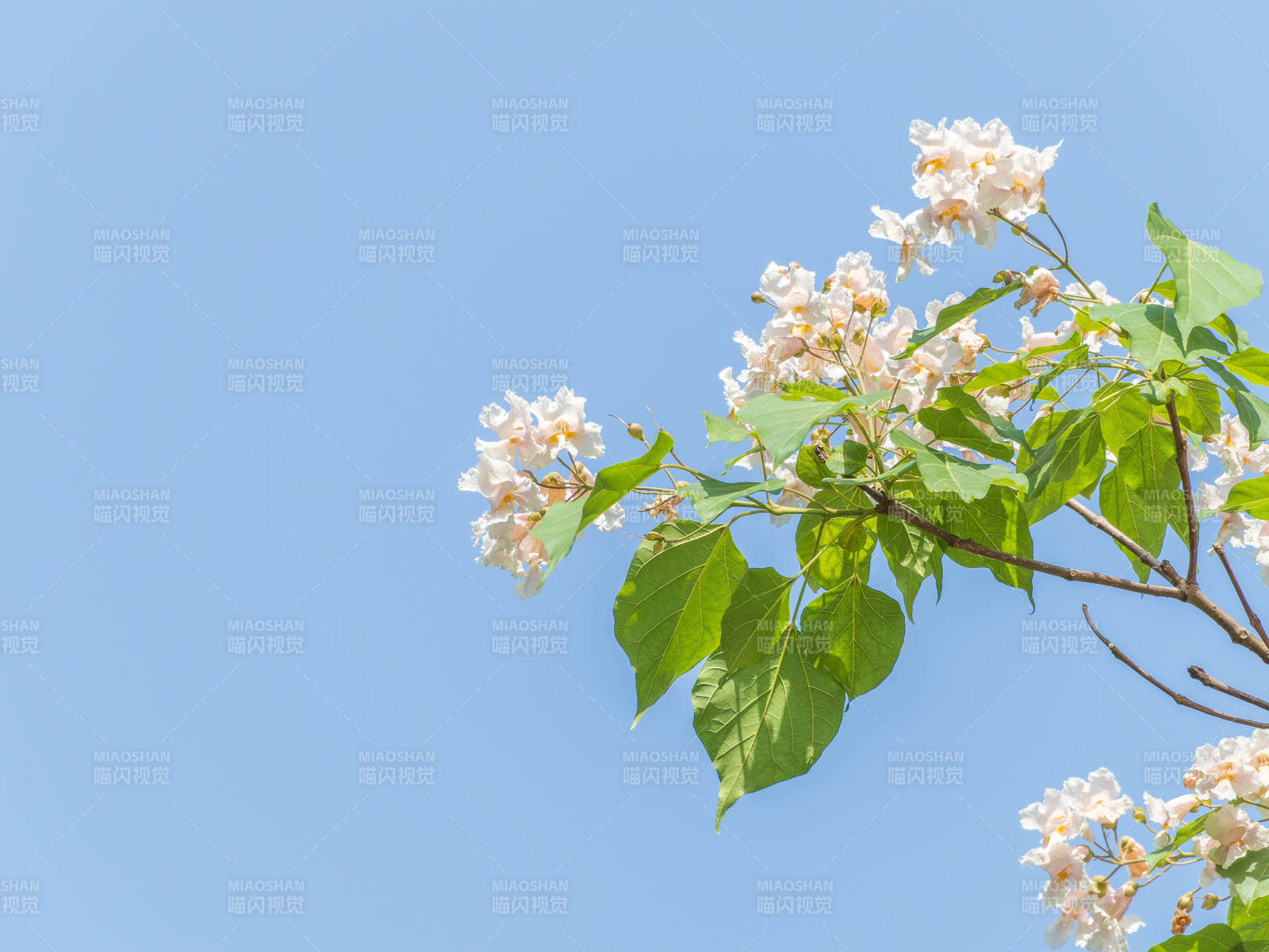 花开枝头映蓝天图片