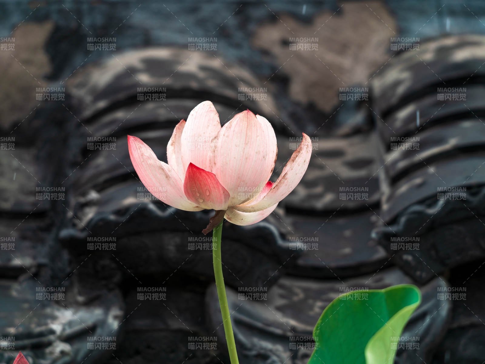 莲花绽放古瓦间图片