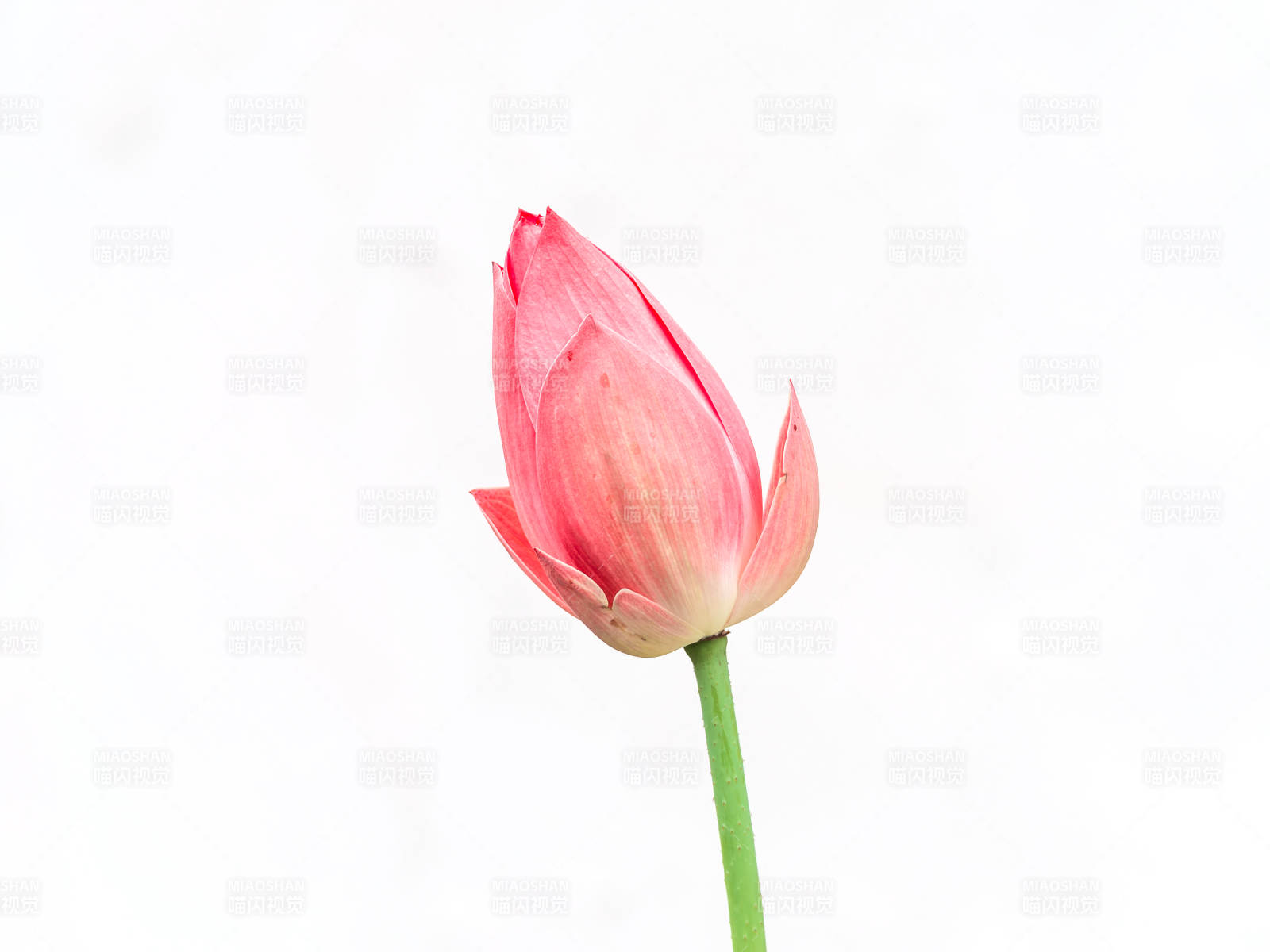 粉红郁金香绽放图片