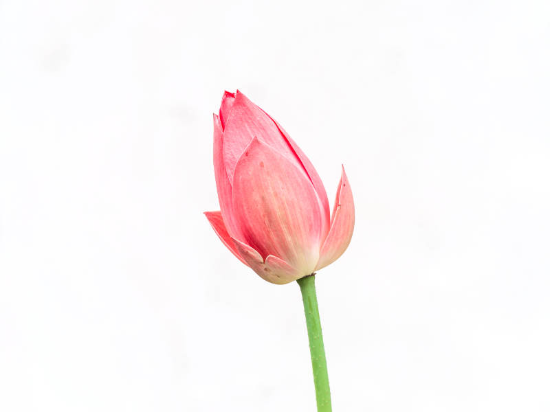 粉红郁金香绽放图片