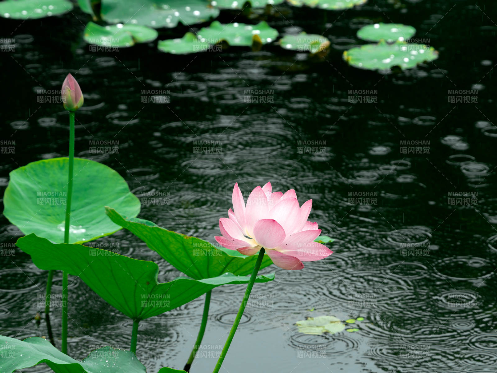 雨中荷花绽放图片