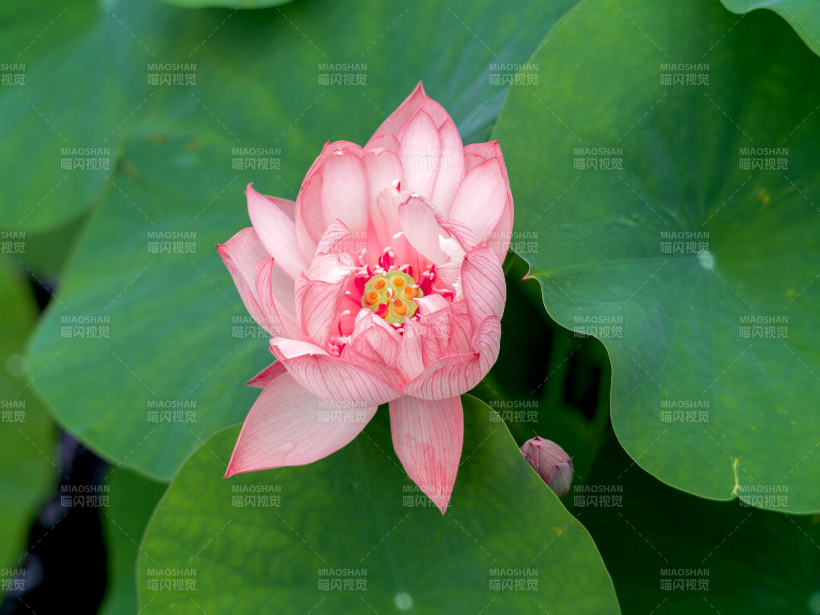 粉莲绽放绿叶间图片