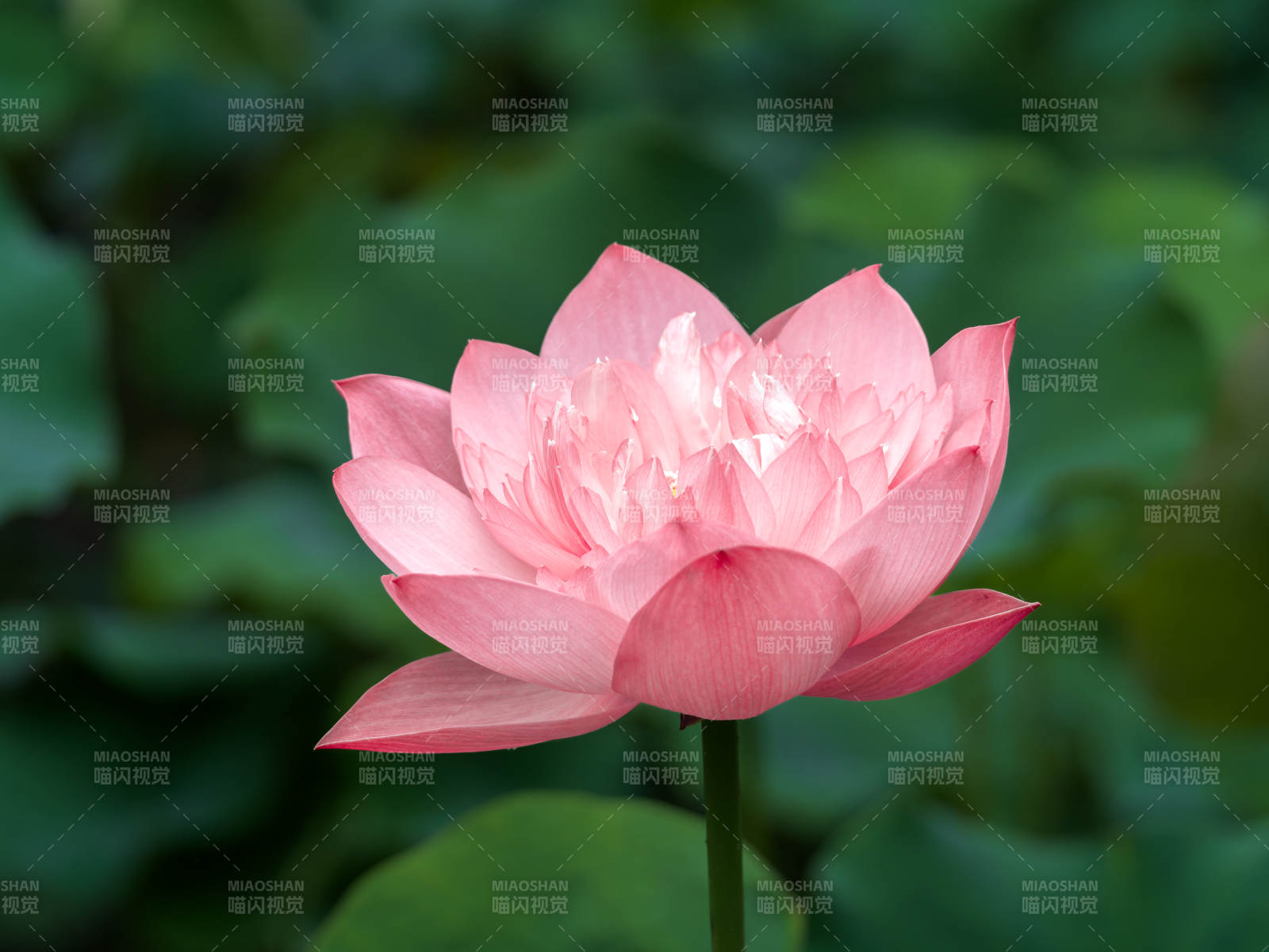 粉莲绽放图片