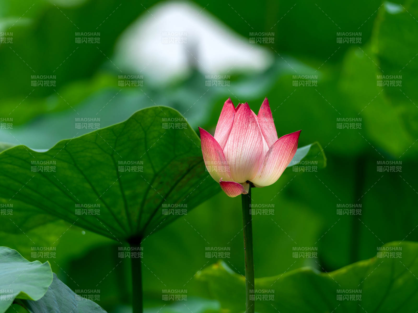 荷花绽放绿叶间图片