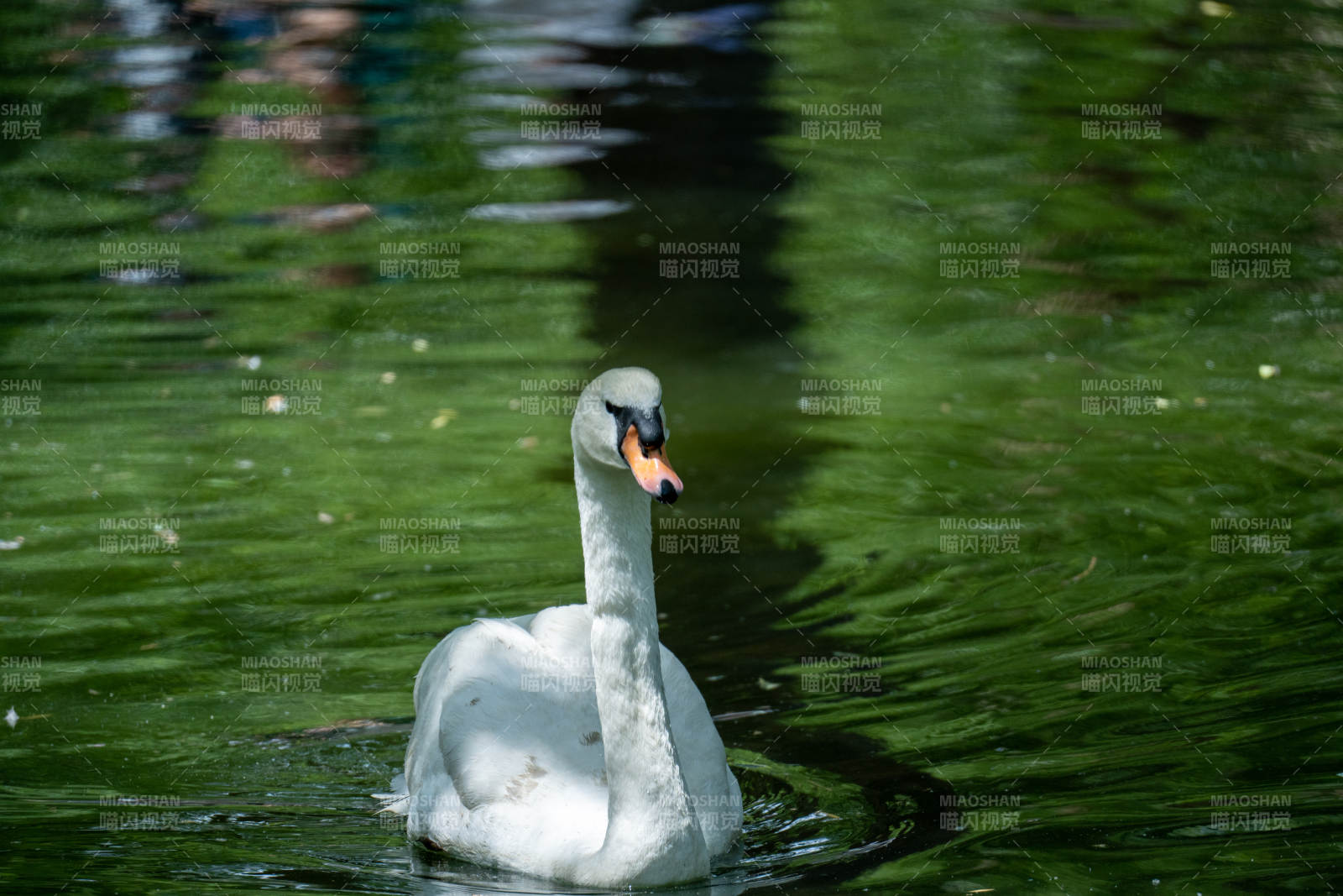 湖中白鹅静游图片