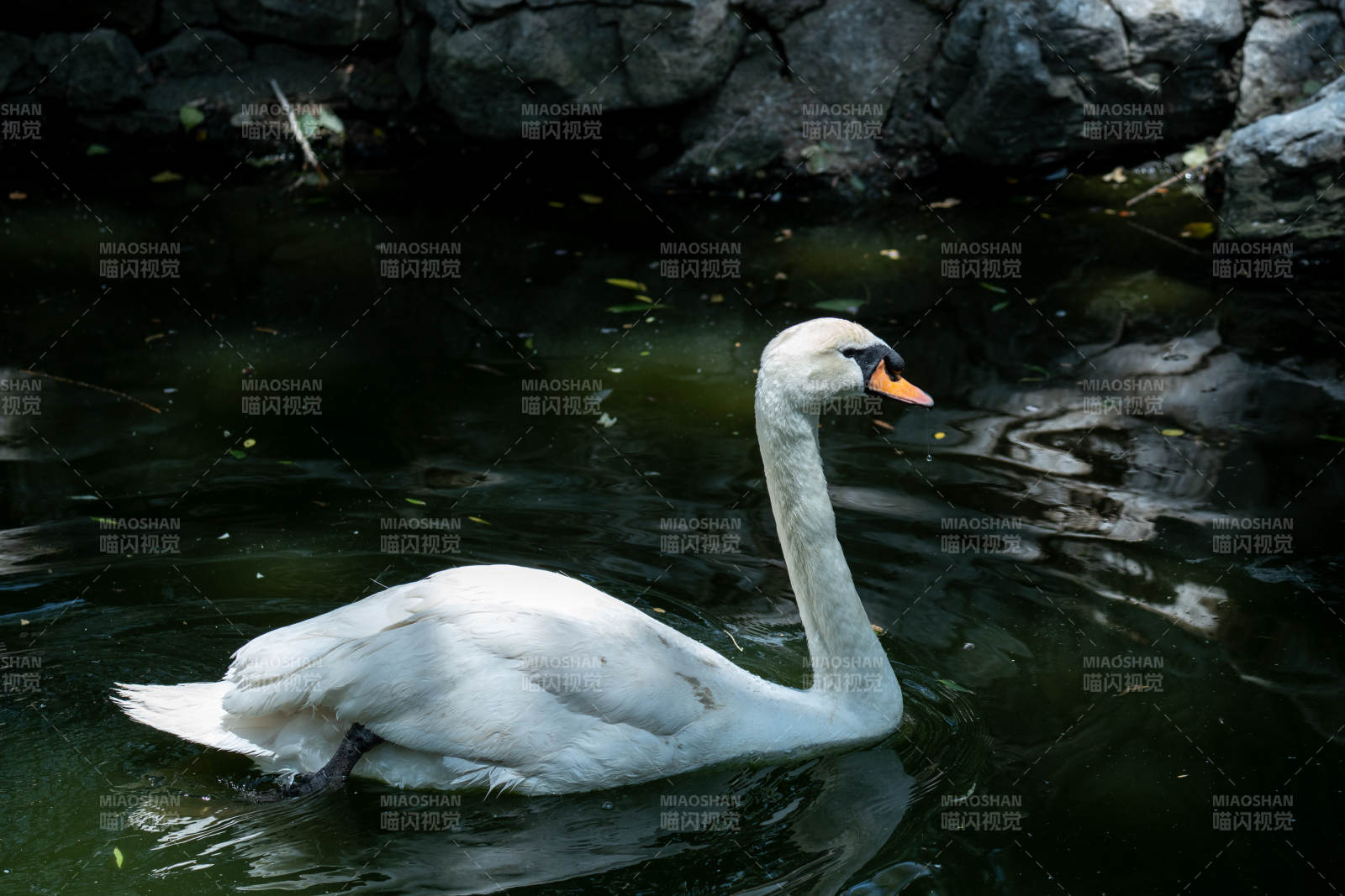 湖中白鹅悠然游图片