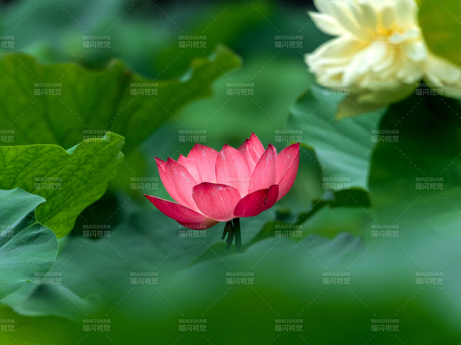 粉莲绽放绿叶间图片