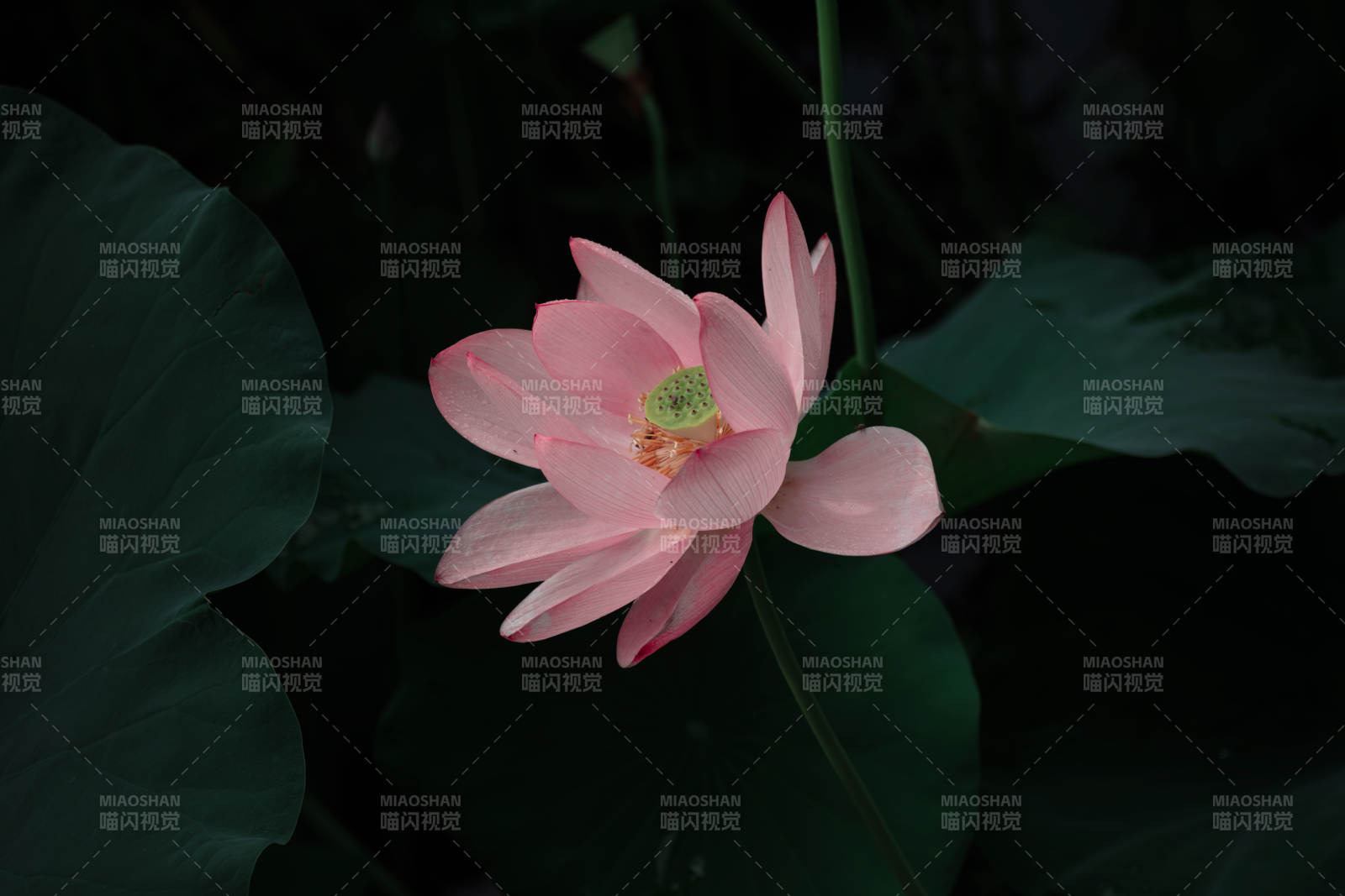 粉莲静绽夜色中图片