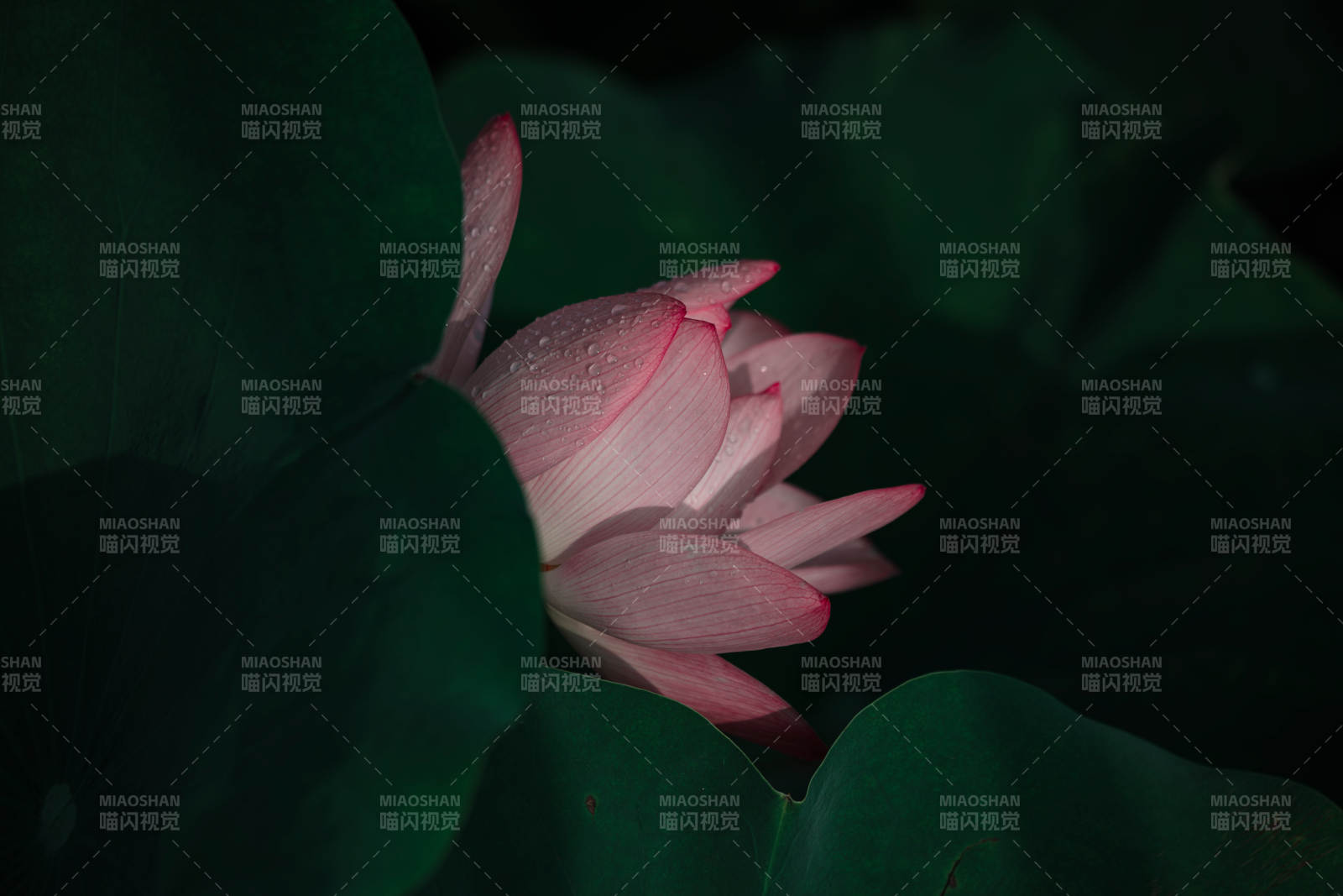 夜色中的粉莲图片