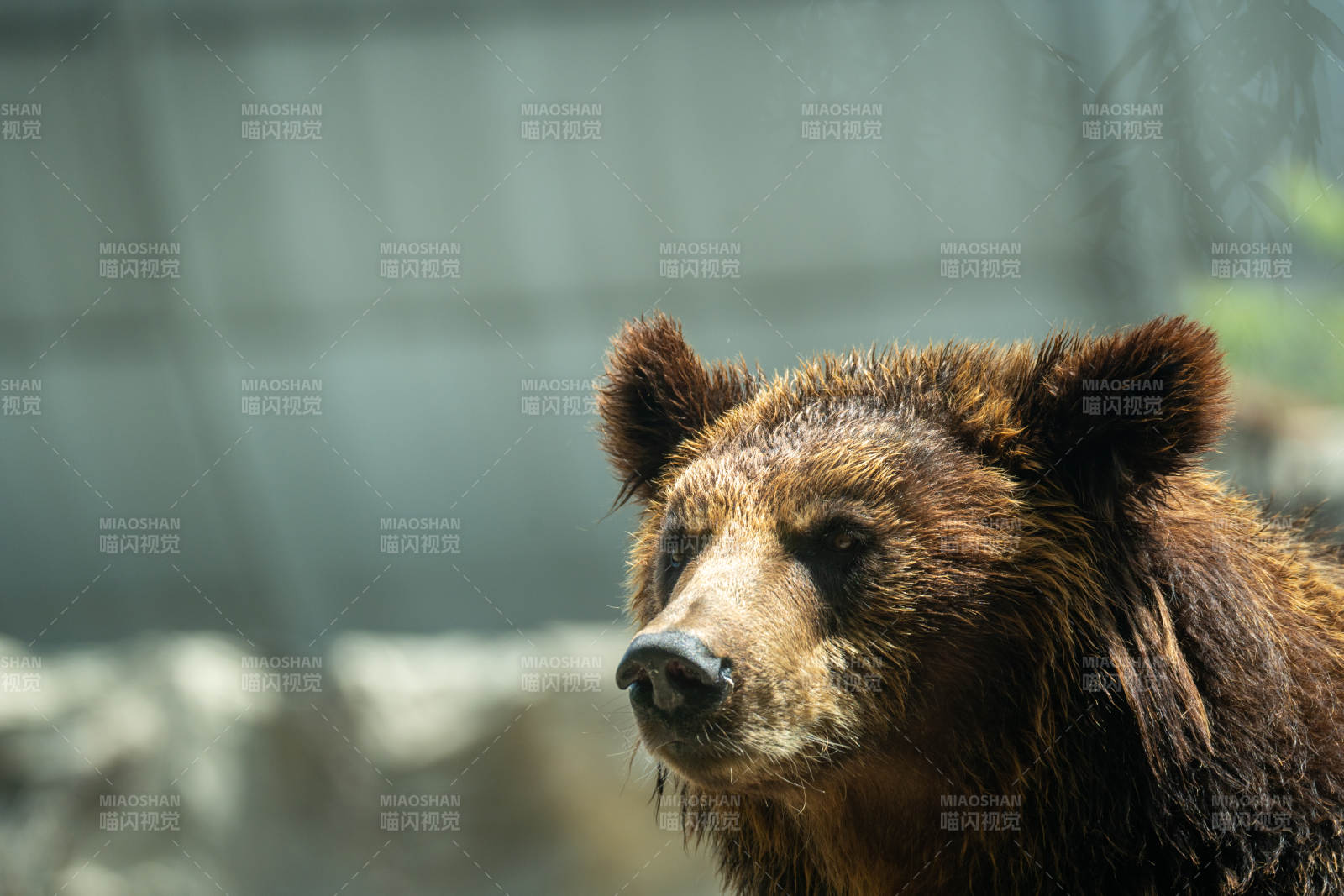 棕熊凝视远方图片
