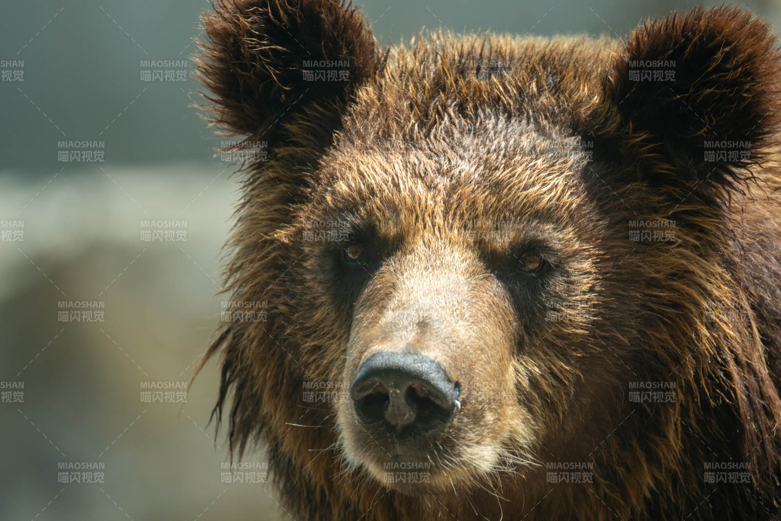 棕熊凝视图片