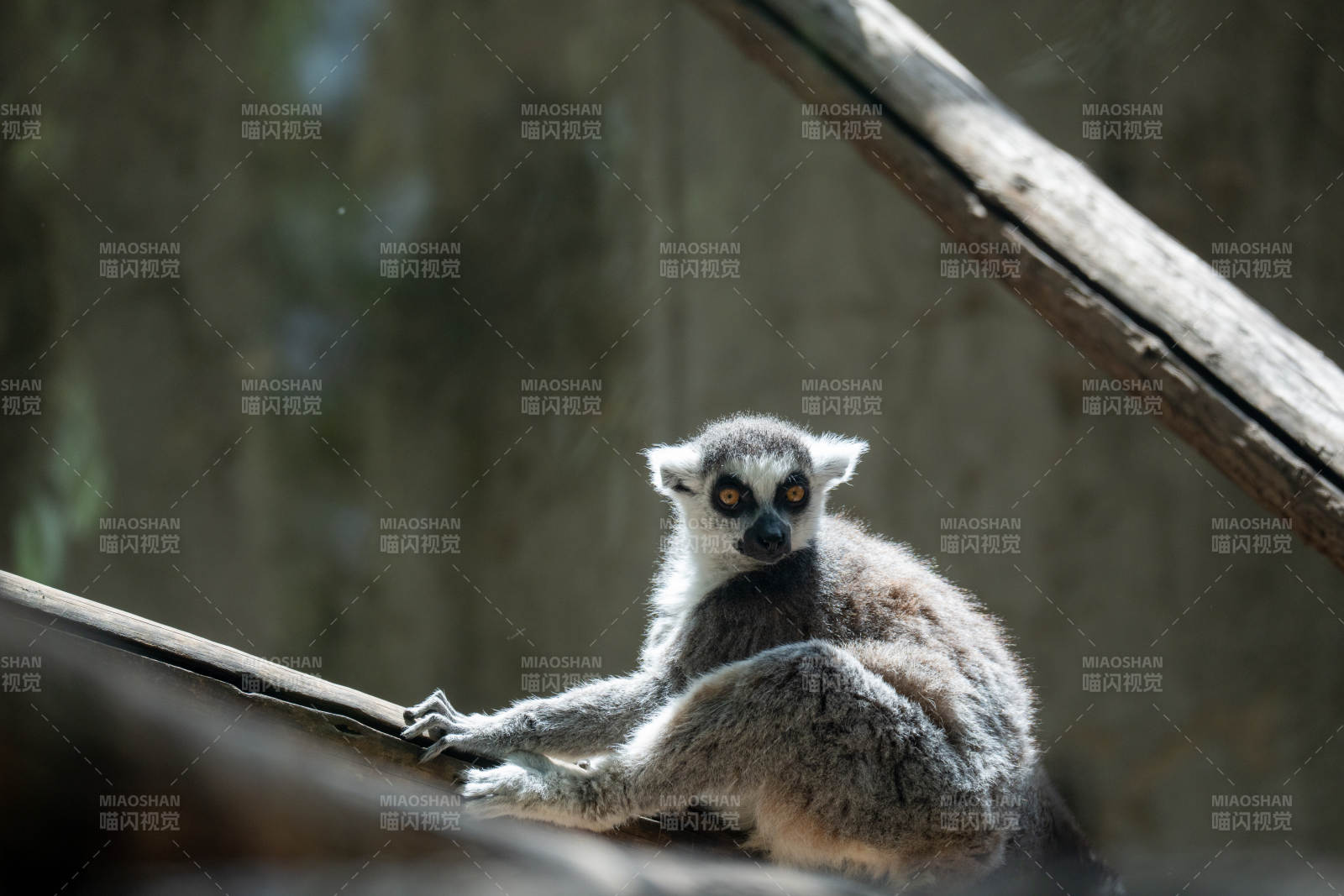 狐猴静坐枝头图片