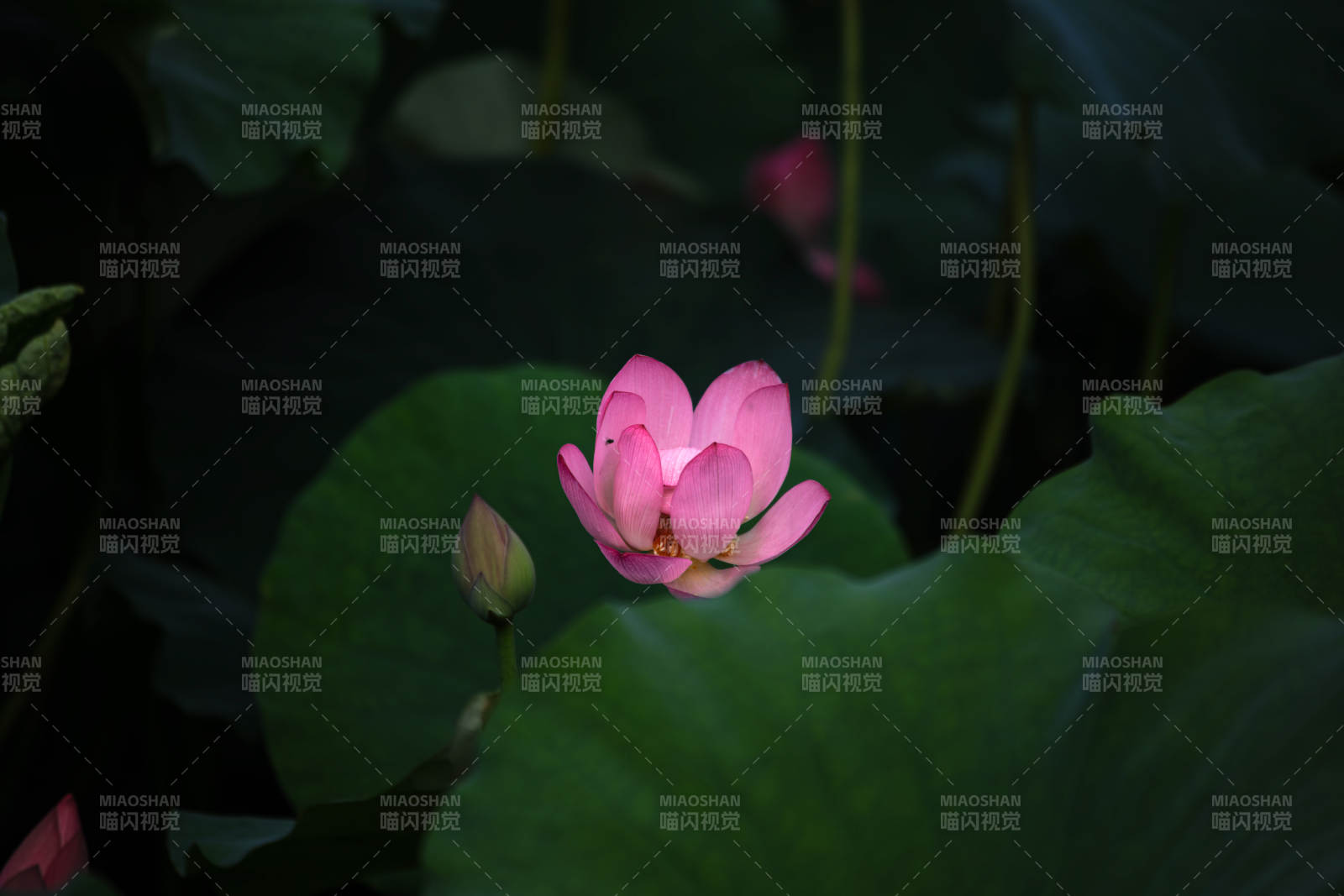 粉莲绽放绿叶间图片