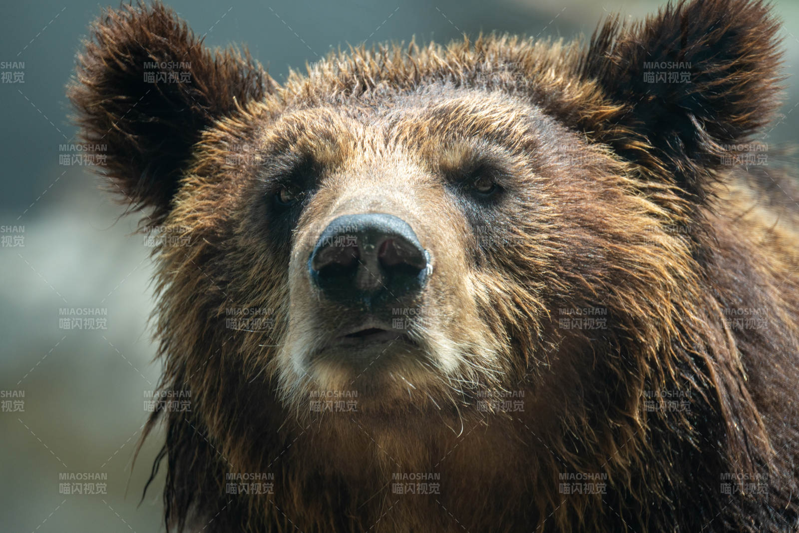 棕熊凝视图片
