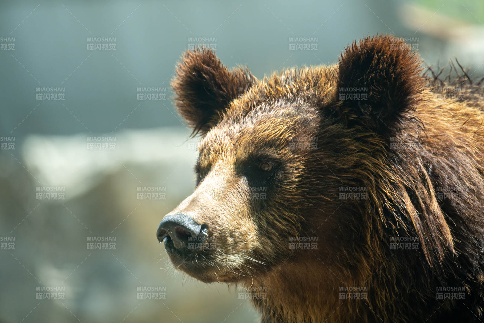 棕熊侧影特写图片