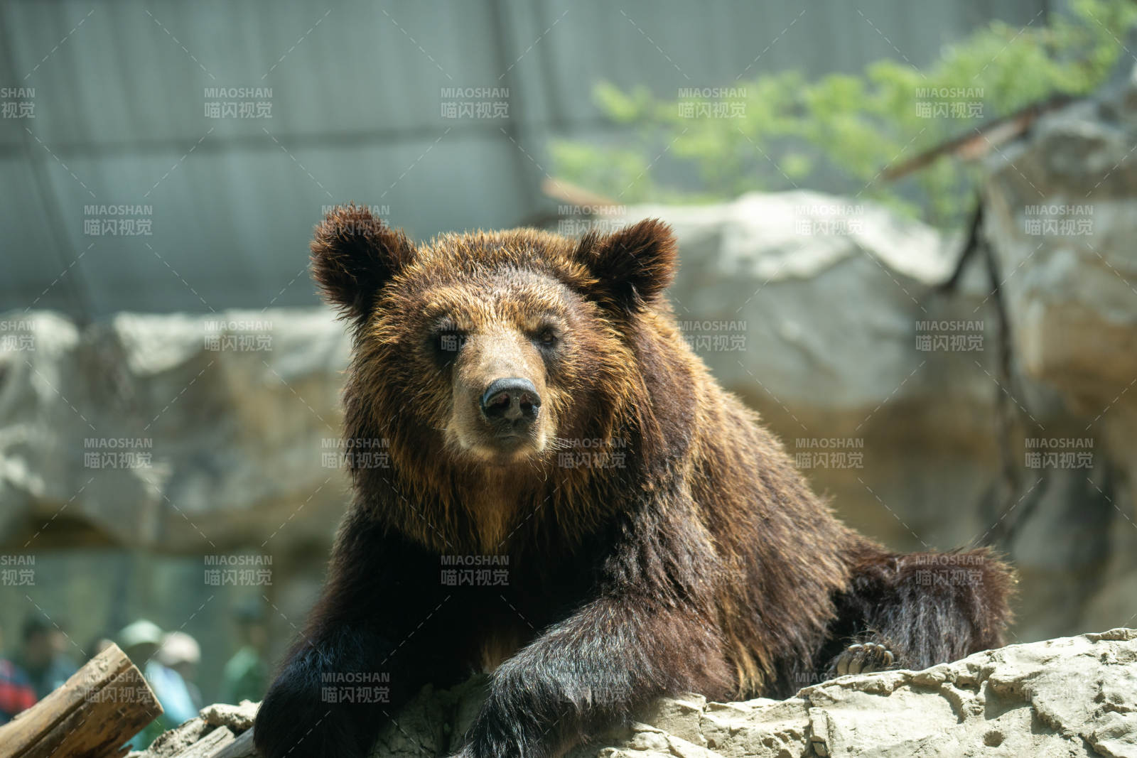 棕熊静卧岩石上图片
