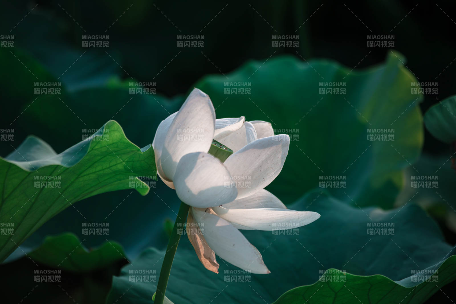 白莲静绽绿叶间图片