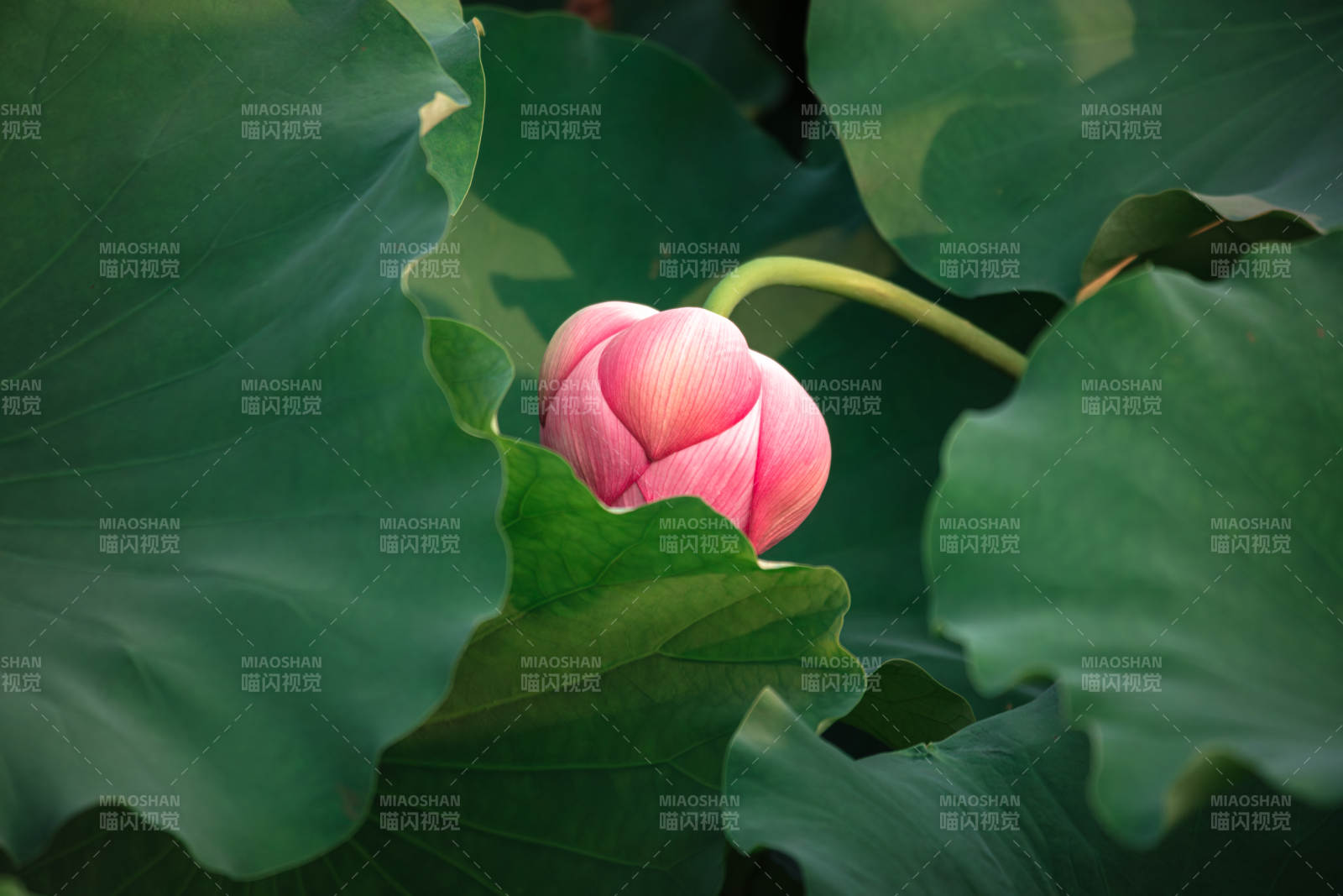 粉莲初绽绿叶间图片