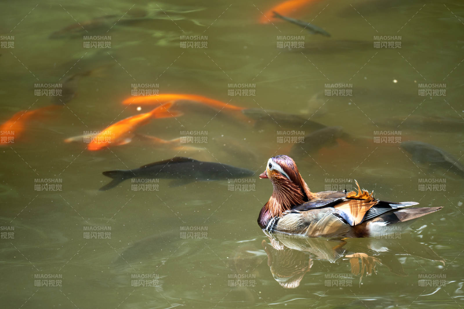 鸳鸯戏水 锦鲤相伴图片